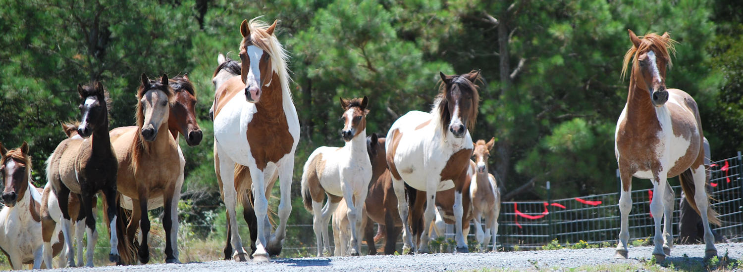 Chincoteague Pony Auction