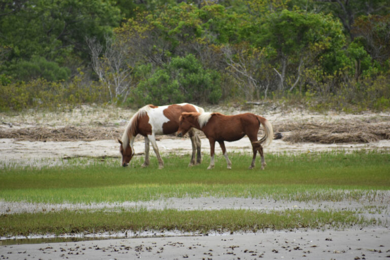 Boat Tours Archive - Chincoteague