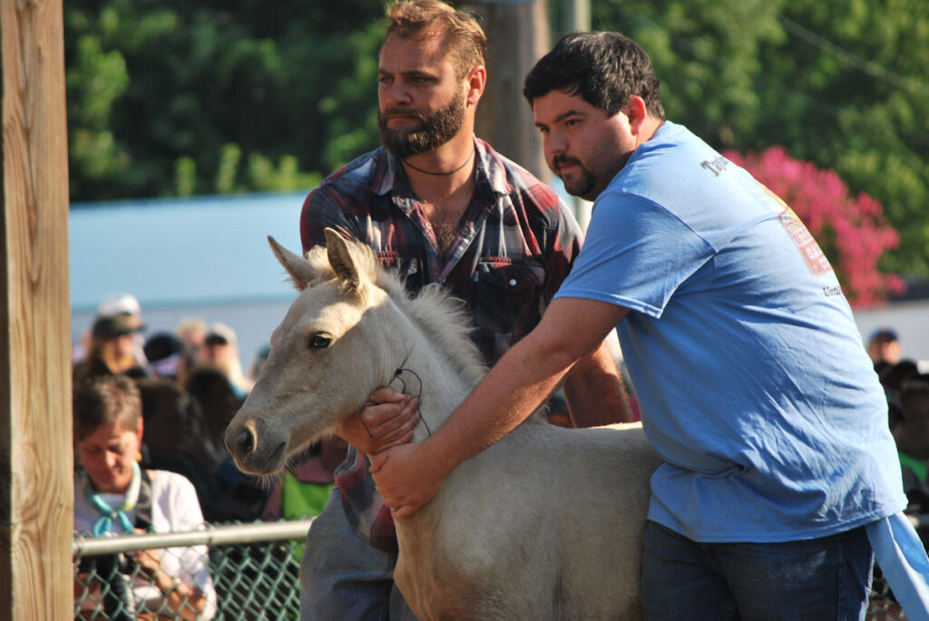 Chincoteague Pony auction