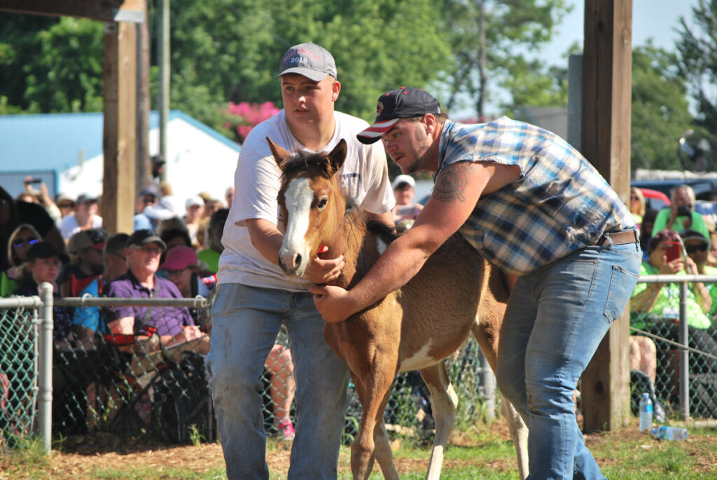 Pony auction