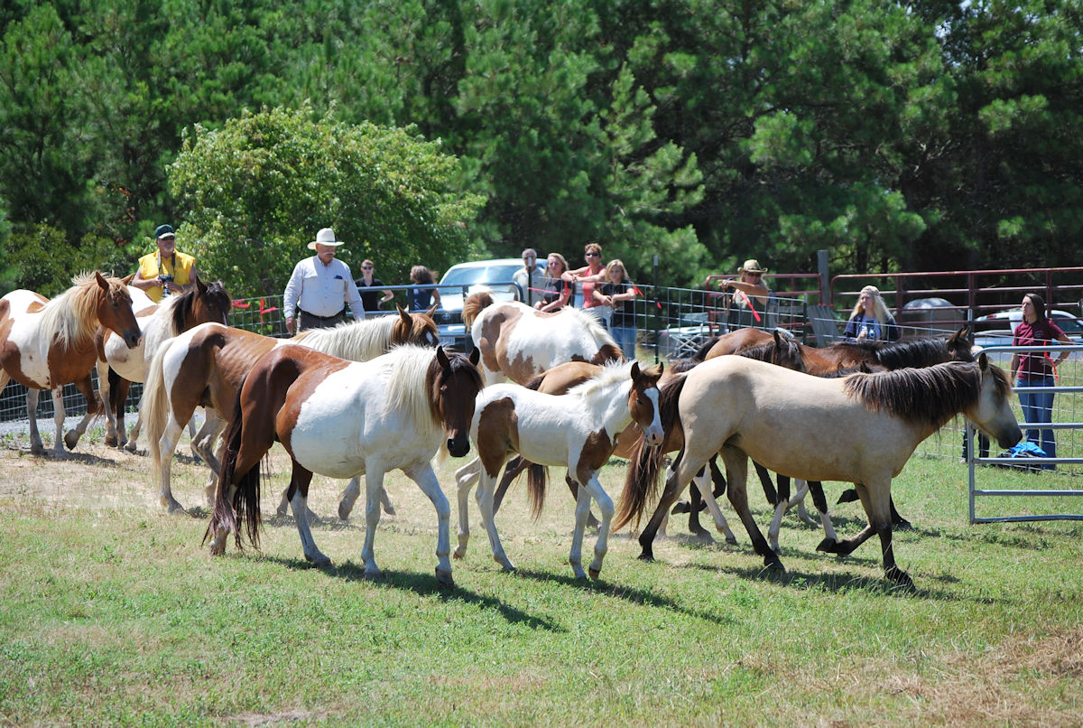 pony Vet check