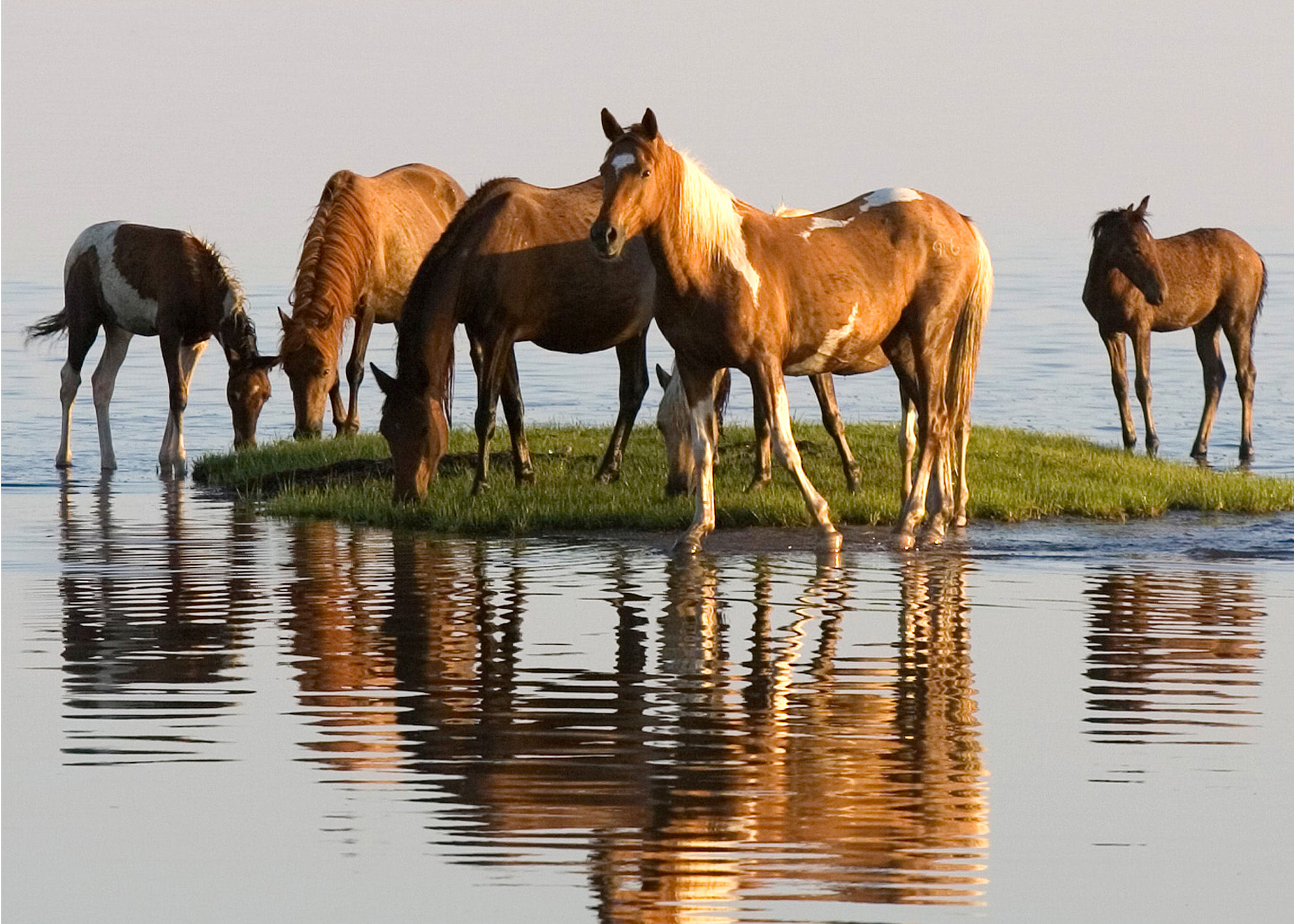 Chincoteague Ponies